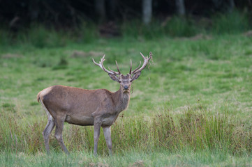 Red Deer standing in a meadow
