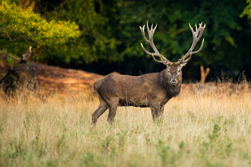 Red Deer standing in Colorful Woodland