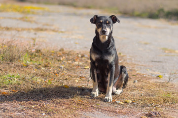 Stray mother dog sitting under warm autumnal sun