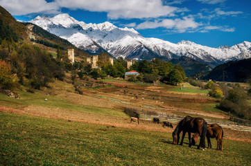 Horses graze in pasture against Svan towers in Mestia village and mountains with snowy peak. Samegrelo-Zemo Upper Svaneti, Georgia.