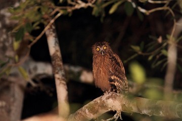 Buffy Fish Owl (Ketupa ketupu) in Borneo, Malaysia