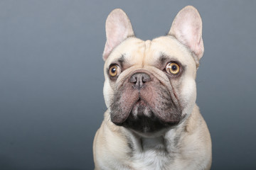 portrait d' un bouledogue français 