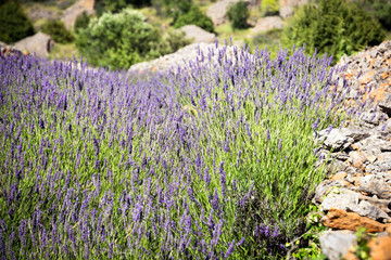 Obraz premium Close up of lavender growing on the stone terraces located on the old road between Hvar Town and Stari Grad on Hvar Island in Croatia.