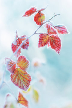 frost on the leaves. - shallow DOF