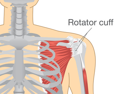 Group of muscles and tendons surround the shoulder joint is called Rotator cuff. Illustration about Human Anatomy