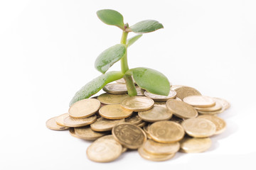 Isolated money tree on white background