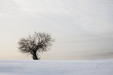 Winter landscape