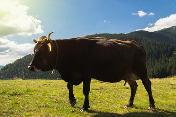 Cow in natural environment eating grass. Sunny day