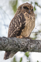 Short-eared Owl