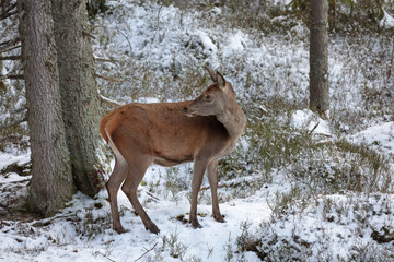 Big and beautiful red deer female during the deer rut in the nature habitat in Czech Republic, european animals, deer rut, deer-park