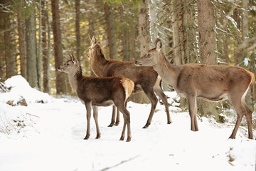 Big and beautiful red deer female during the deer rut in the nature habitat in Czech Republic, european animals, deer rut, deer-park