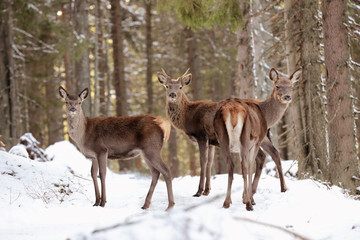 Big and beautiful red deer female during the deer rut in the nature habitat in Czech Republic, european animals, deer rut, deer-park