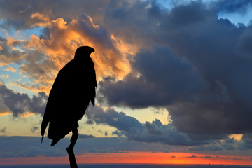 Magic silhouette of the African Fish - Eagle