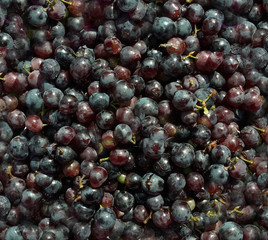 assembled to crush dark grapes in bulk