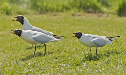 Black Headed Gulls