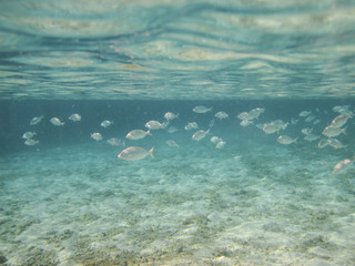 Fototapeta na wymiar underwater in Hurghada