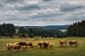 Freilandhaltung von Rindern am Rennsteig in Thüringen