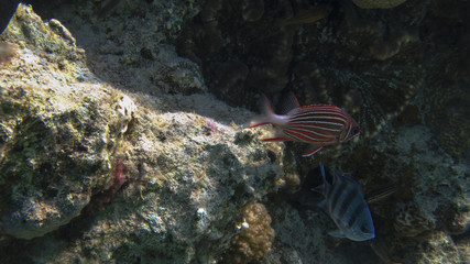 underwater in Hurghada