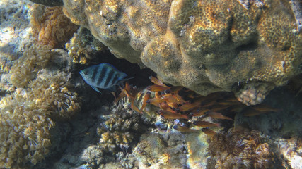 underwater in Hurghada