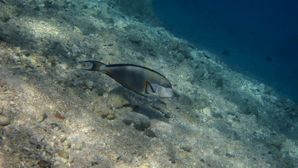 underwater in Hurghada