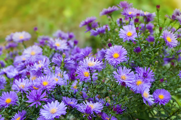 aster flowers