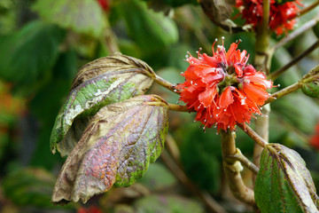 Hortensienbaum (Dombeya cacuminum)