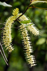 Macadamia-Nuss (Macadamia tetraphylla)