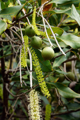 Macadamia-Nuss (Macadamia tetraphylla)