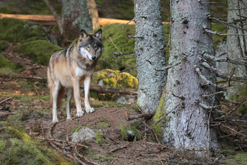 European wolf, Europaeischer Wolf, Canis lupus, wolf, CZECH REPUBLIC.