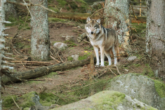 European wolf, Europaeischer Wolf, Canis lupus, wolf, CZECH REPUBLIC.