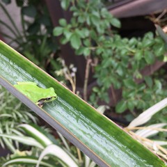 たたずむカエル