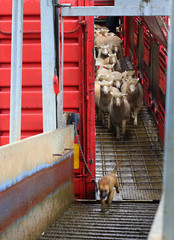 Sheep being offloaded livestock truck