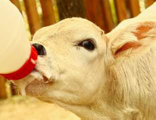 white calf drink milk from nipple bollte © ulianna19970