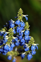 Blaue Blume