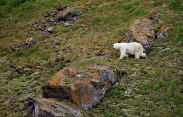 Naklejka na ściany i meble Polar bear in summer Arctic - Franz Josef Land 