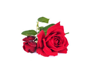 Naklejka premium Roses on a white background