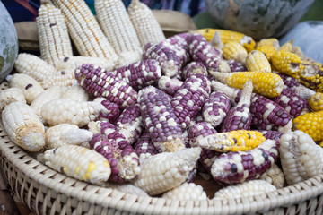 Mix corn in farm, Corn background.