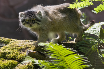 Manul
