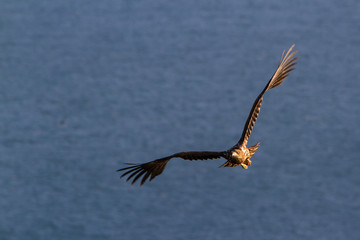 Seeadler