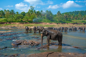 Fototapeta na wymiar Elephants bathing in the river