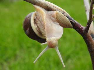 Burgundy snail, Roman snail, edible snail, escargot (Helix pomatia) from a different perspective