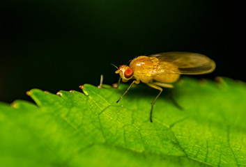 Fototapeta premium Macro photo of insect on leaf