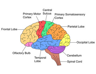 Parts of Brain