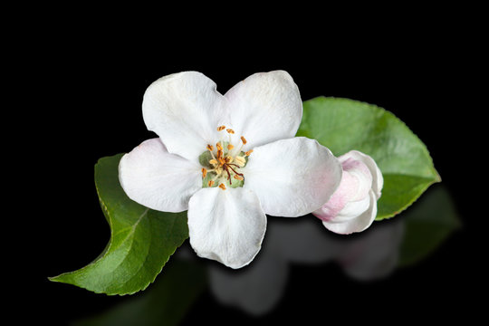 White flower apple tree isolated on pure black background.