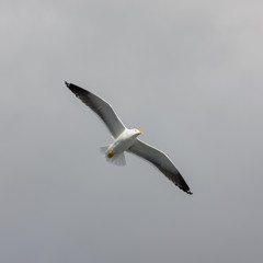 Obraz premium seagull in flight