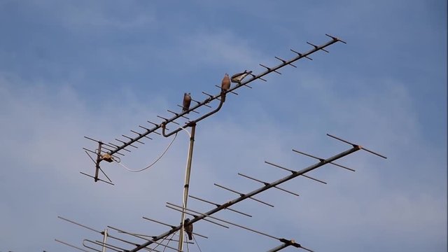 Pegion birds playing on antenna