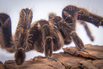 Closeup of mexican spider -tarantula (brachypelma albopilosum)