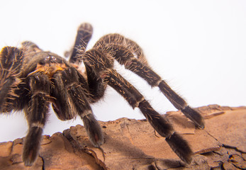 Closeup of mexican spider -tarantula (brachypelma albopilosum)