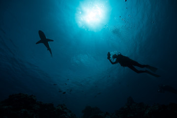 Fototapeta na wymiar shark adventure