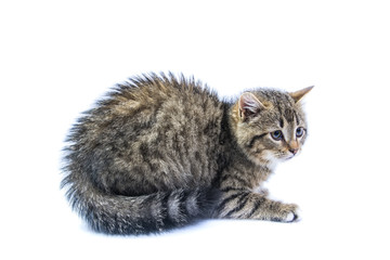 isolated frightened cat 